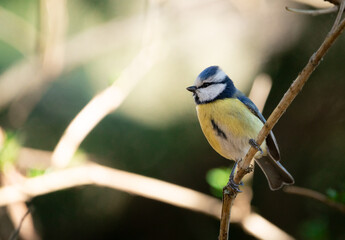 Cute blue tit perched in a bright, lush Swedish forest
