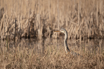 Grey heron standing on a reed bed alongside a pond in Stockholm, Sweden