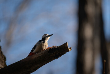 Great spotted woodpecker (Dendrocopos major) perched on a branch, resting in the sun