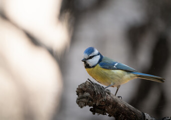 Blue tit (Cyanistes caeruleus) perched on a branch in the woods in Sweden, with a soft grey winter background