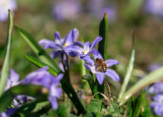 Bee collecting pollen from a purple flower in the spring in Stockholm