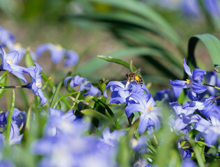 Honeybee with pollen packets in a patch of purple flowers