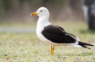 Side profile view of a lesser black-backed gull (Larus fuscus) standing in a grassy field in Stockholm