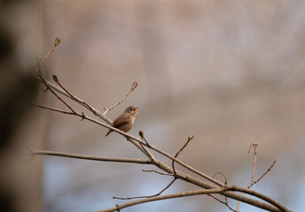Northern Wren (Troglodytes troglodytes) perched on branches in early spring in Stockholm, set against a warm brown background
