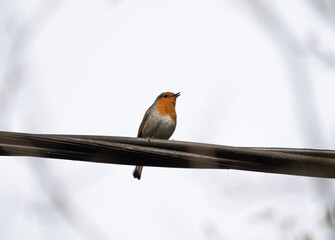 European Robin (Erithacus rubecula) perched on a wire in Stockholm, set against a cloudy grey sky