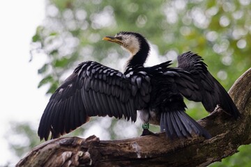 Fototapeta premium cormorant in the zoo