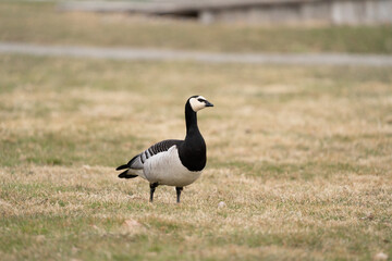 Solitary barnacle goose (Branta leucopsis) standing in a grassy field in a city environment in Sweden.