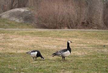 A pair of barnacle geese (Branta leucopsis) grazing in a park in an urban environment in Stockholm, Sweden.