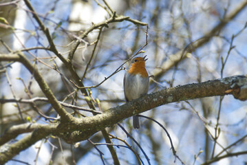 European robin (Erithacus rubecula) sitting on a tree branch in Zurich, Switzerland