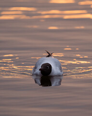 Black-headed gull (Chroicocephalus ridibundus) reflected in the calm waters of the Stockholm Archipelago