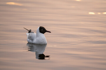 Black-headed gull (Chroicocephalus ridibundus) floating in the Stockholm archipelado at sunset