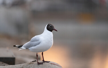 Black headed gull (Chroicocephalus ridibundus) sunset portrait in Stockholm