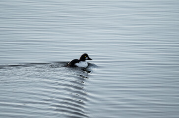Common goldeneye duck (Bucephala clangula) swimming in rippled water along the coast in Stockholm, Sweden
