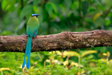 Andean motmot, Rein forest, Parque Nacional Cayambe-Coca,  Ecuador