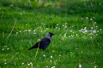 el cuervo negro