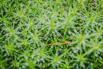 Macro photography of green moss with dew in the forest, symbolizing air-purifying plants and joy