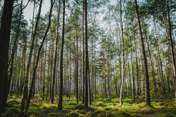 Green moss in the forest with sunlight, perfect for a peaceful forest walk and relaxation in nature