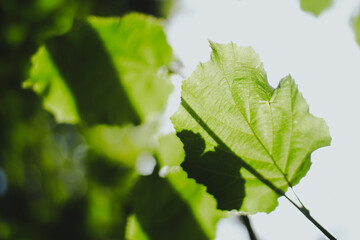 Close-up of leaves in a sunny forest, perfect for relaxation and peaceful moments in nature