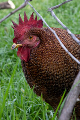 Roosters and chickens pecking around in a garden