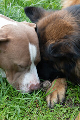 German Shepherd and Pit Bull playing tug of war with a rope toy in a countryside garden