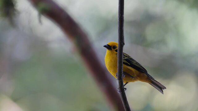 Golden tanager flying away