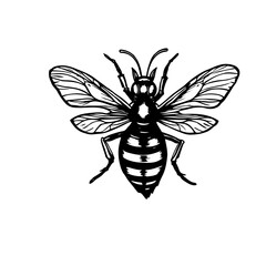 vector illustration of a bee