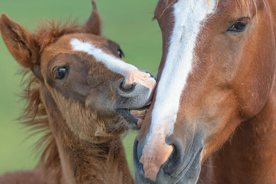 wild horse and foal