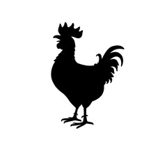 rooster isolated on white