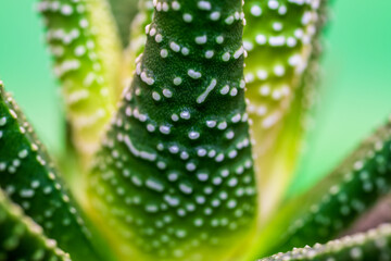 Inspecting Up Close the Stunning Details of the Aloe Vera Plant