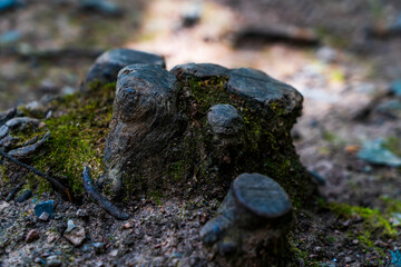 Weathered Small Tree Stump with Moss and Earthy Textures in a Natural Forest Setting