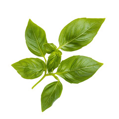 Fototapeta premium Close up of fresh green Thai basil leaves showcasing vibrant color and texture in a studio setting, Close up studio shot of fresh green thai basil herb leaves isolated on transparent background