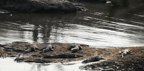 Obraz premium Group of Crocodiles Resting on Riverbank by Calm Water