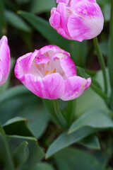 pink tulip