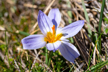 Crocus biflorus, the silvery crocus or scotch crocus, is a species of flowering plant in the family...
