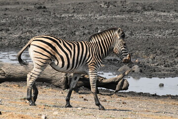 Zebra Walking Near a Waterhole in a Natural Wildlife Habitat