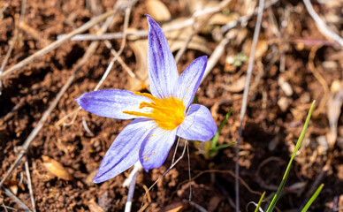 Crocus biflorus, the silvery crocus or scotch crocus, is a species of flowering plant in the family...
