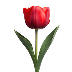 Isolated red tulip flower bloom on black background floral photography on transparent background