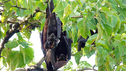 Three fruitbats looking in the same direction