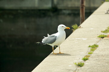 The Watcher of Chipiona Port