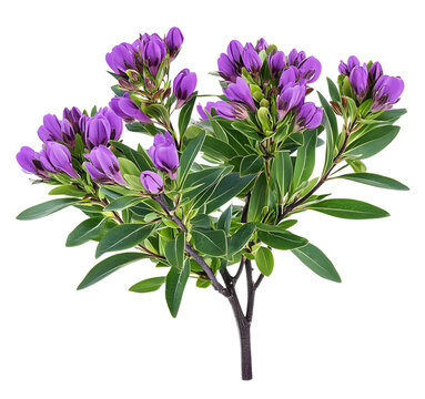 Myrtle-leaf milkwort, polygala myrtifolia, flowers isolated on white, clipping path