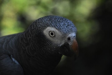 Close-Up of a Vibrant African Grey Parrot in Natural Setting
