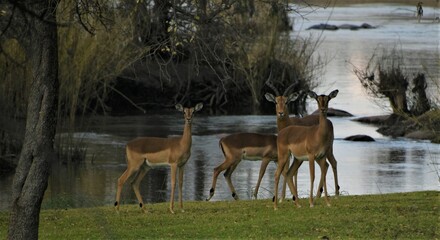 A serene scene featuring four Impala Aepyceros melampus standing close to a river surrounded by...