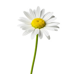 A solitary daisy with pristine white petals and a sunny yellow center, showcased against a muted background, highlighting its floral charm.