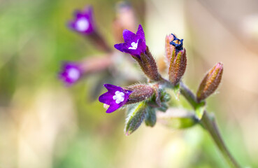 Pulmonaria officinalis, common names lungwort, common lungwort, Mary's tears or Our Lady's milk drops, is a herbaceous rhizomatous evergreen perennial plant of the genus Pulmonaria, belonging 