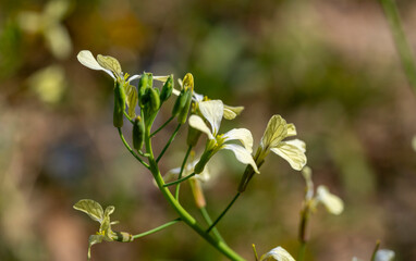 Raphanus sativus var oleiformis  is a annuaL growing to 0.5 m (1ft 8in) by 0.2 m (0ft 8in) at a fast rate. It is not frost tender. It is in flower from June to August, and the seeds ripen from July t 