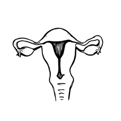 Uterus anatomy illustration in black and white for educational use  