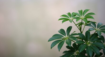 Elegant umbrella plant with lush green leaves against a light background