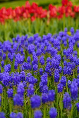 Obraz premium purple flower