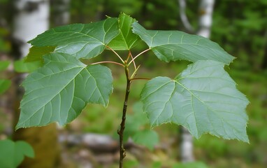 Vibrant Green Maple Leaves Spring Growth Closeup