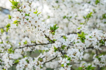 White cherry tree blossoming branches close up
